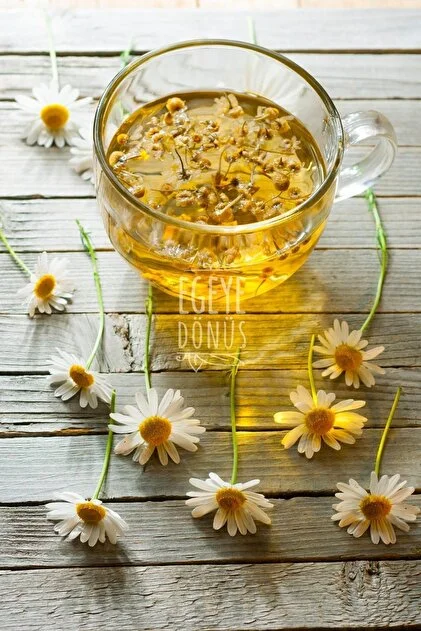 Papatya Çayı